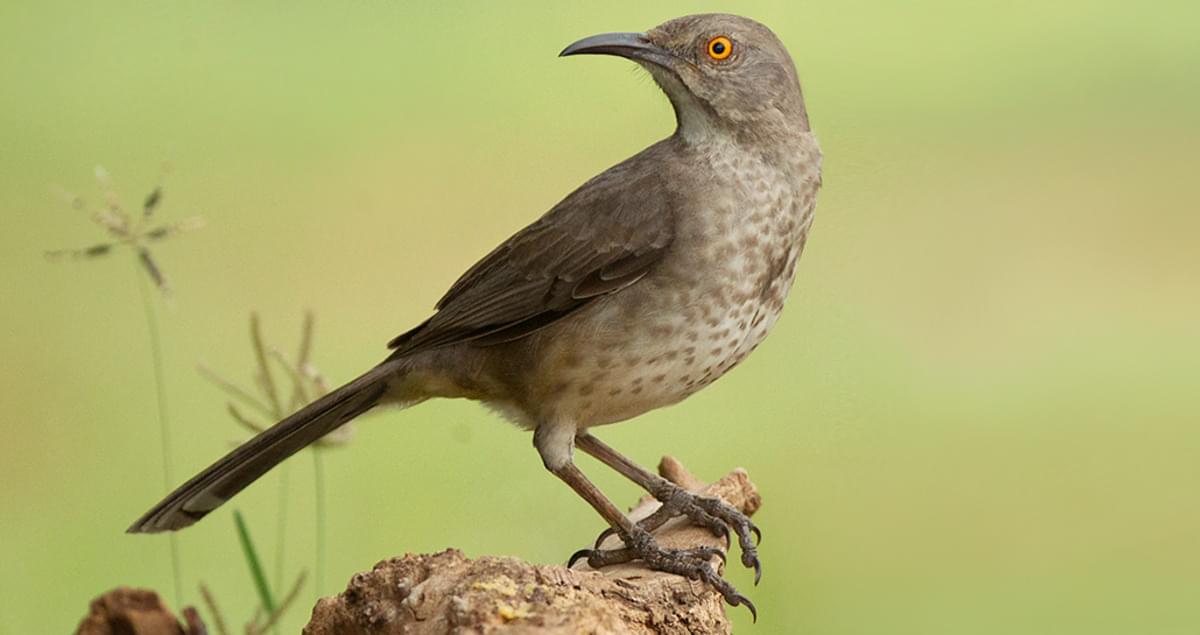 curve-billed thrasher