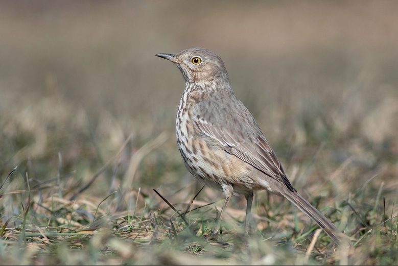 sage thrasher